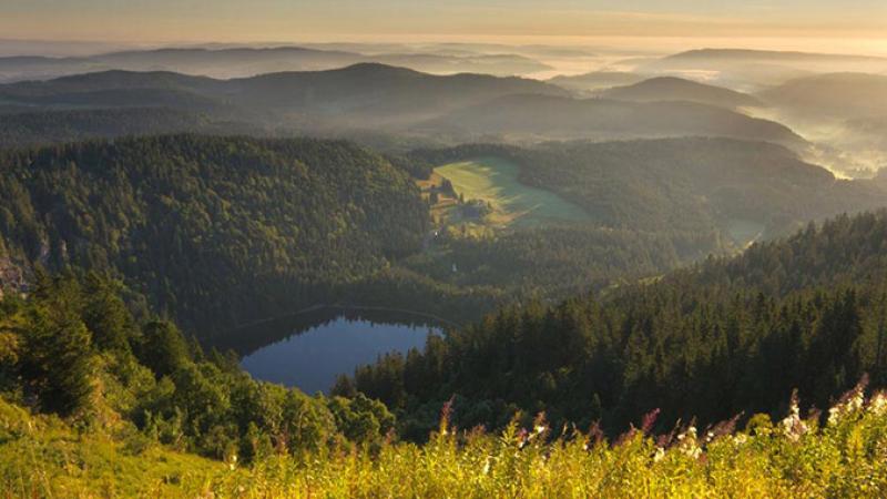 Feldberg c